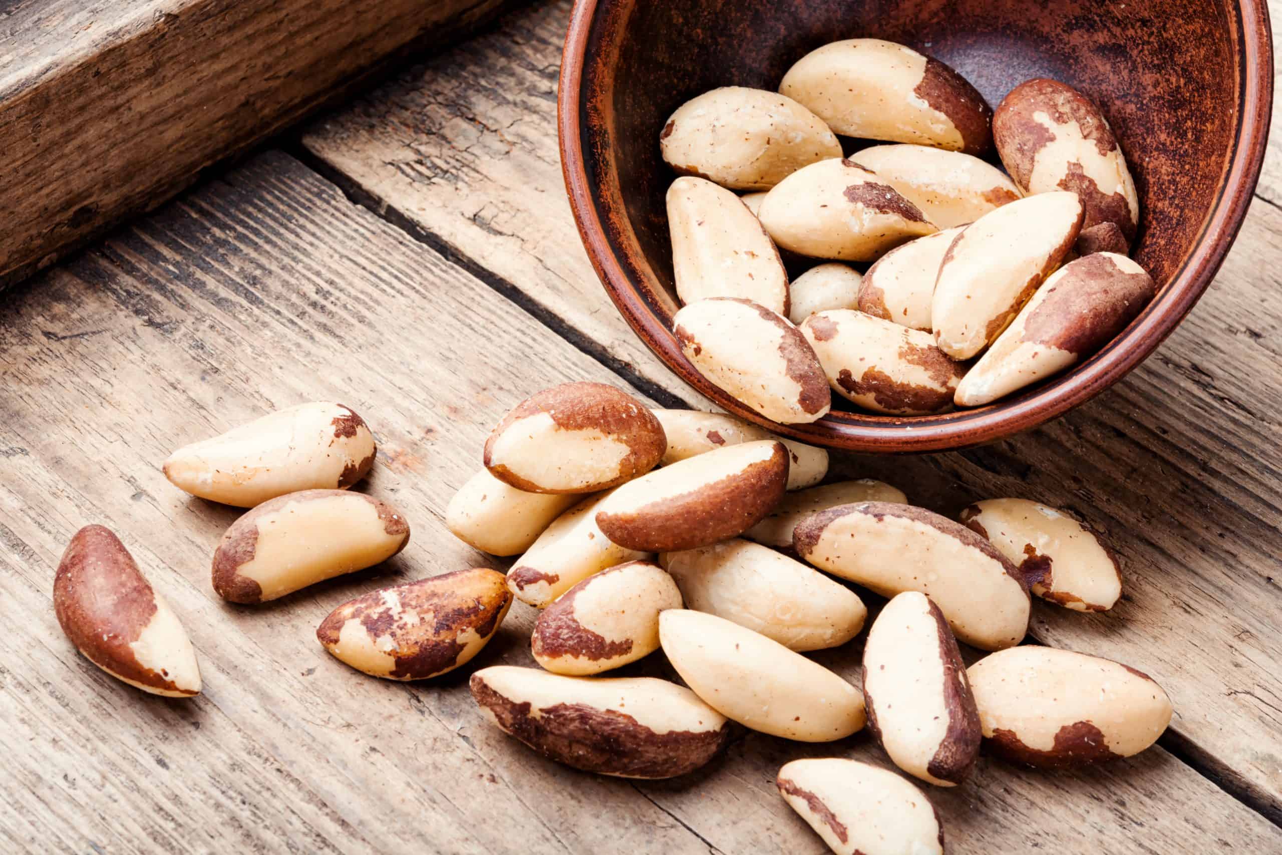 What Birds Eat Brazil Nut Trees