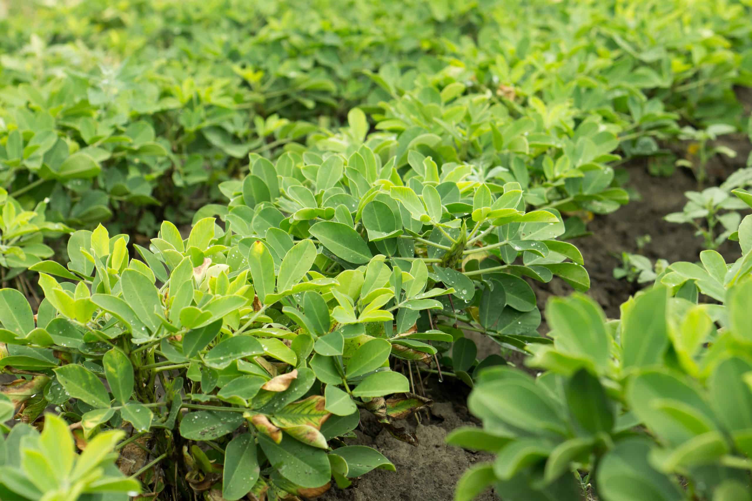 Peanut fields