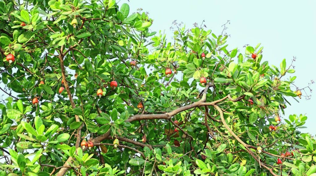 Cashew tree, cover picture cashew market report Sept. 2020
