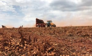 Peanut harvest October 2020