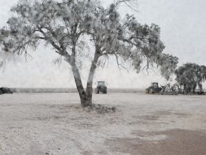 Freeze damage peanut harvest Texas