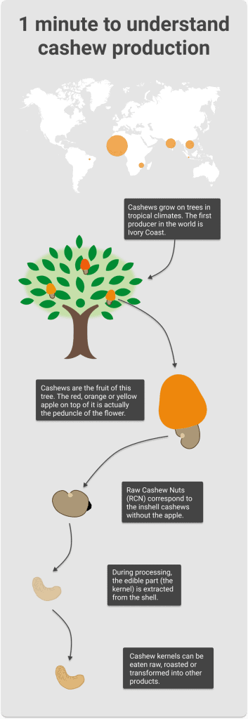 Cashew production explained - Cashew farmer