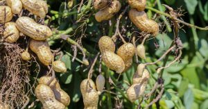 Peanut market report March 2021