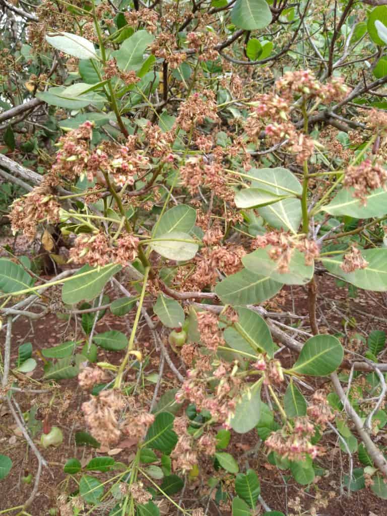 Burnt flowers