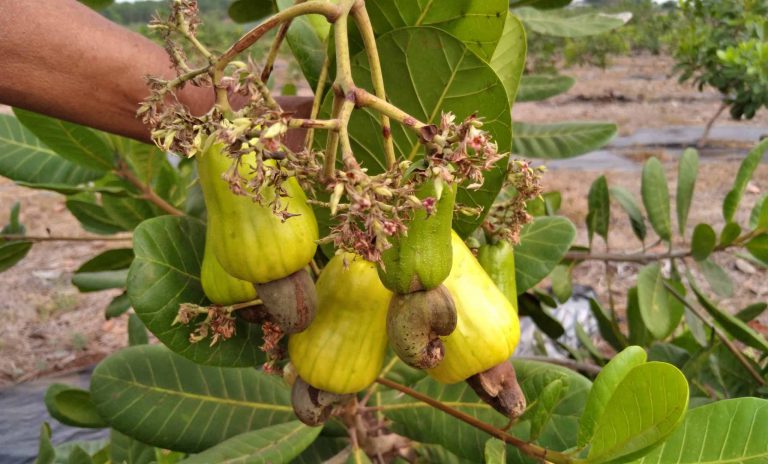 Cashew Market Report April 2021 | Cornhouse