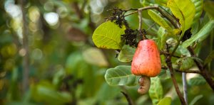 Update on cashew market report May 2021