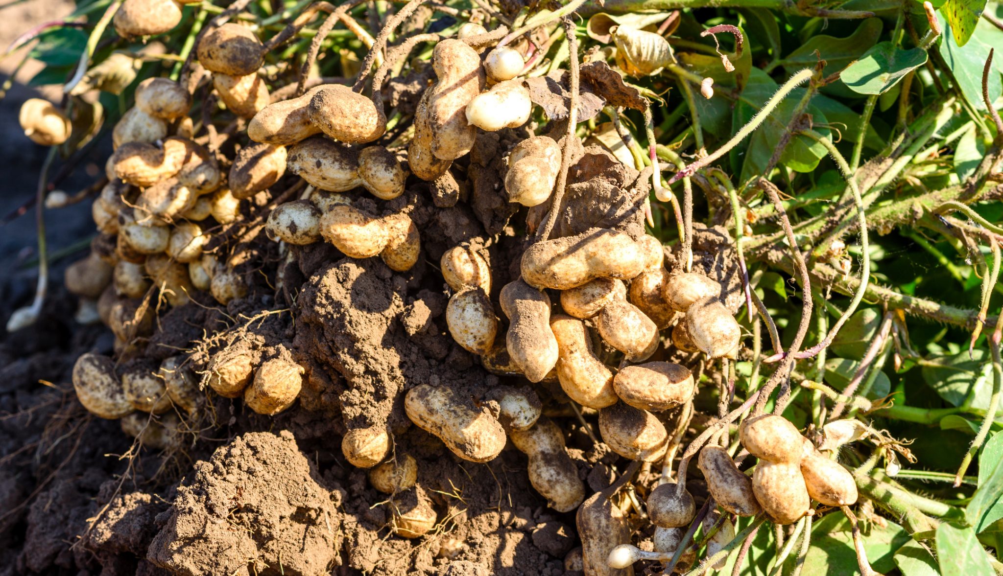 peanut-market-report-september-2021-cornhouse