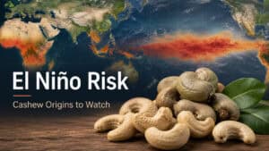 Illustration of El Niño conditions across the Pacific with raw cashew nuts and cashew kernels in the foreground.