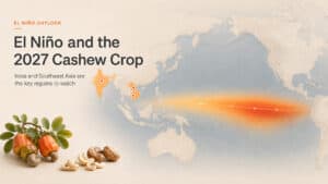 Editorial illustration showing El Niño warming across the Pacific and key cashew regions in India, Vietnam and Cambodia.