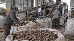 Illustration of raw cashew nuts being handled at a processing facility in the Vietnam cashew market.