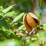 Almond tree