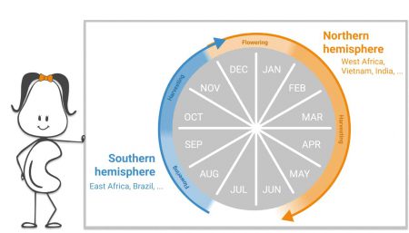 Calendar cashew production