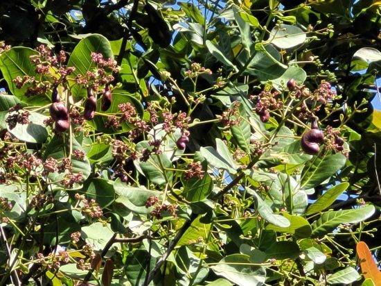 Cashew crop 2022
