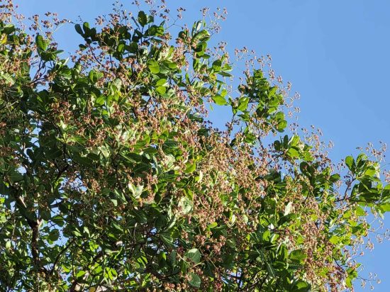 Cashew crop