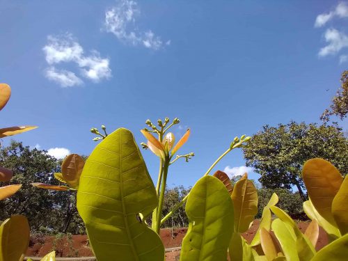 Cashew flower & good weather