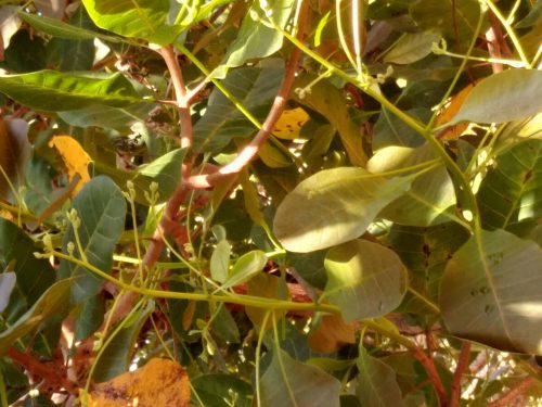 Cashew leaves on tree Vietnam