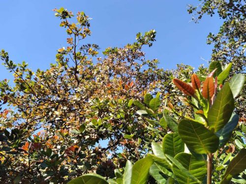 Cashew tree Vietnam December 2020