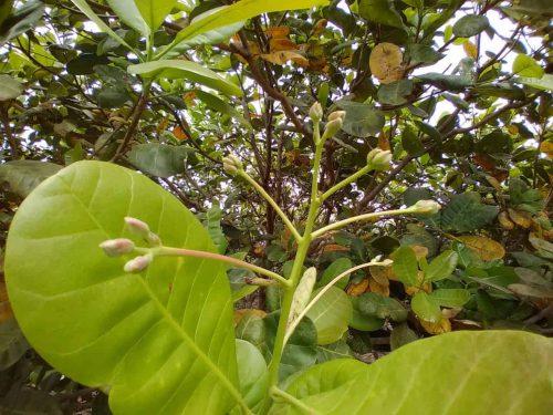 Cashew tree Vietnam