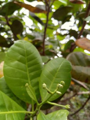 New cashew leaves Vietnam