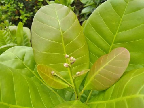 Sprout from Cashew tree Vietnam